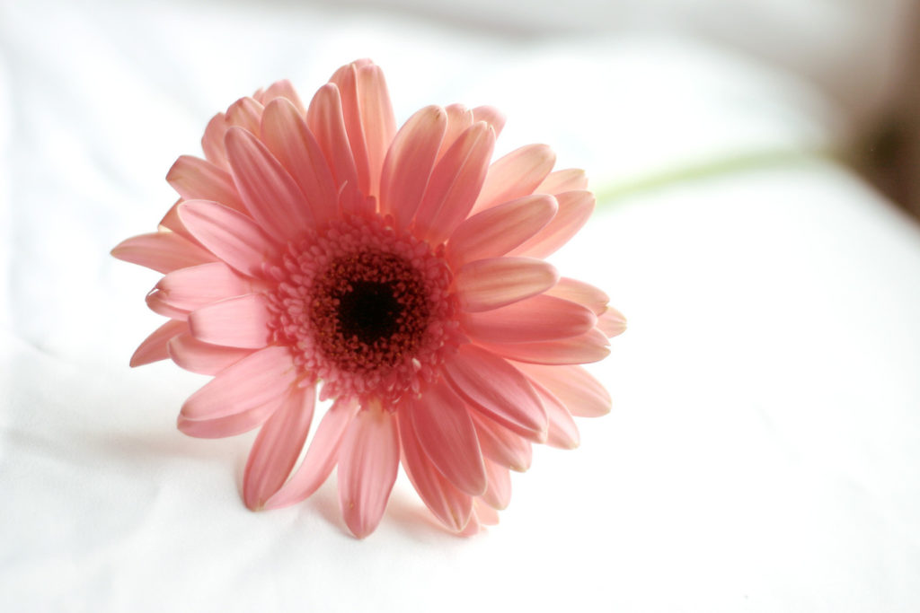 Lone Pink Flower Sitting on a Table